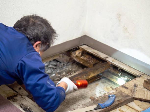 Best Emergency Mold Removal  in Yadkinville, NC