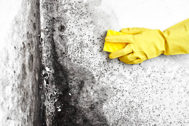 Best Mold Removal Company Near Me  in Yadkinville, NC
