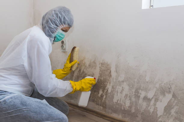 Best Toxic Mold Removal  in Yadkinville, NC
