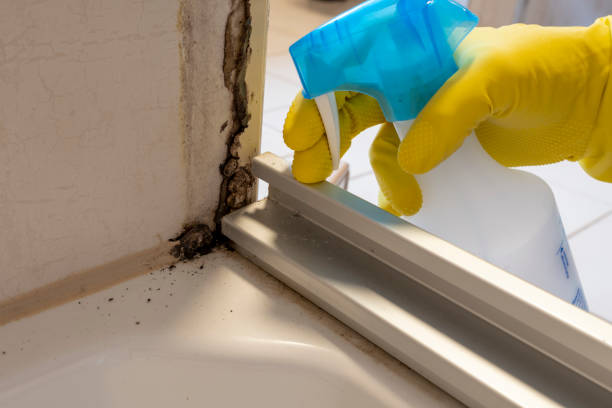 Best Professional Mold Removal  in Yadkinville, NC