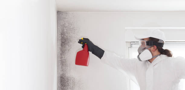 Best Fast Mold Removal  in Yadkinville, NC